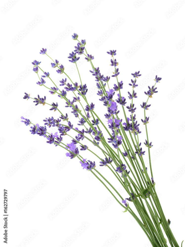 lavander isolated without shadow