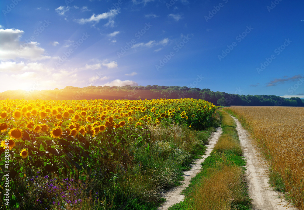 road in field