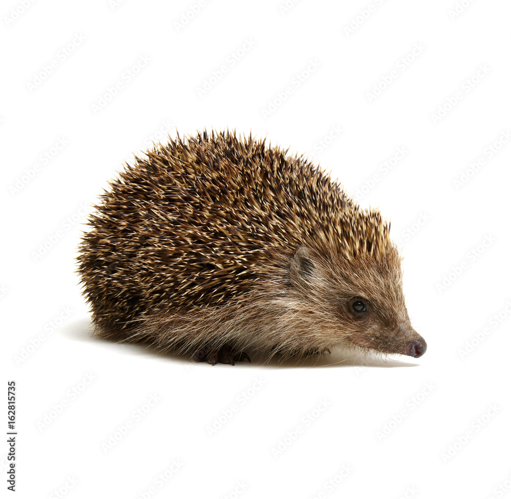 Hedgehog  isolated on white