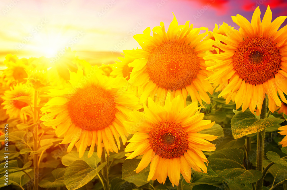  sunflowers and sun