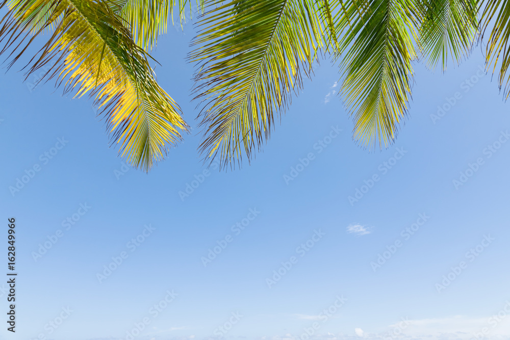 热带天空背景