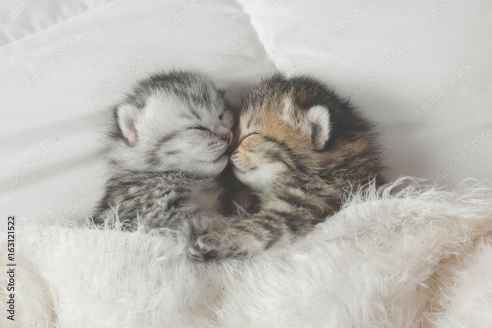 Cute tabby kittens sleeping and hugging