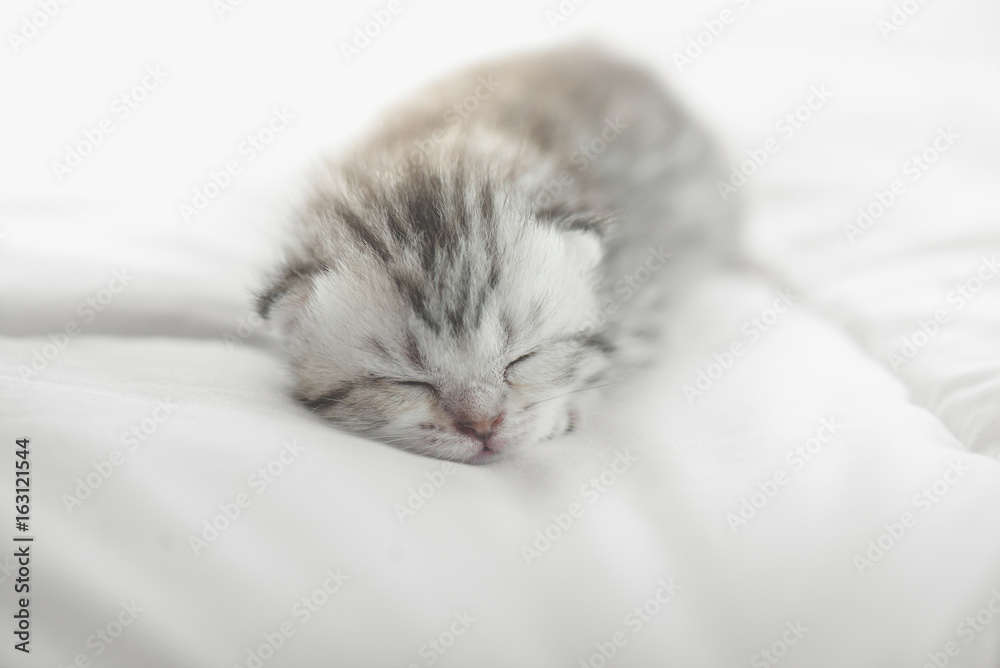 Cute tabby kittens lying