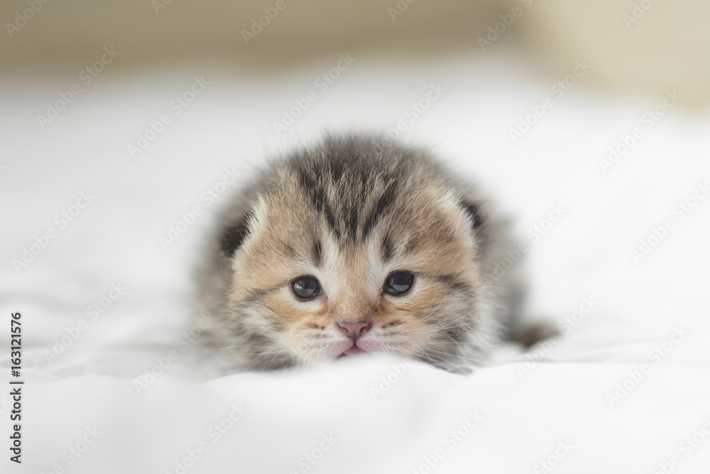 Cute tabby kittens lying