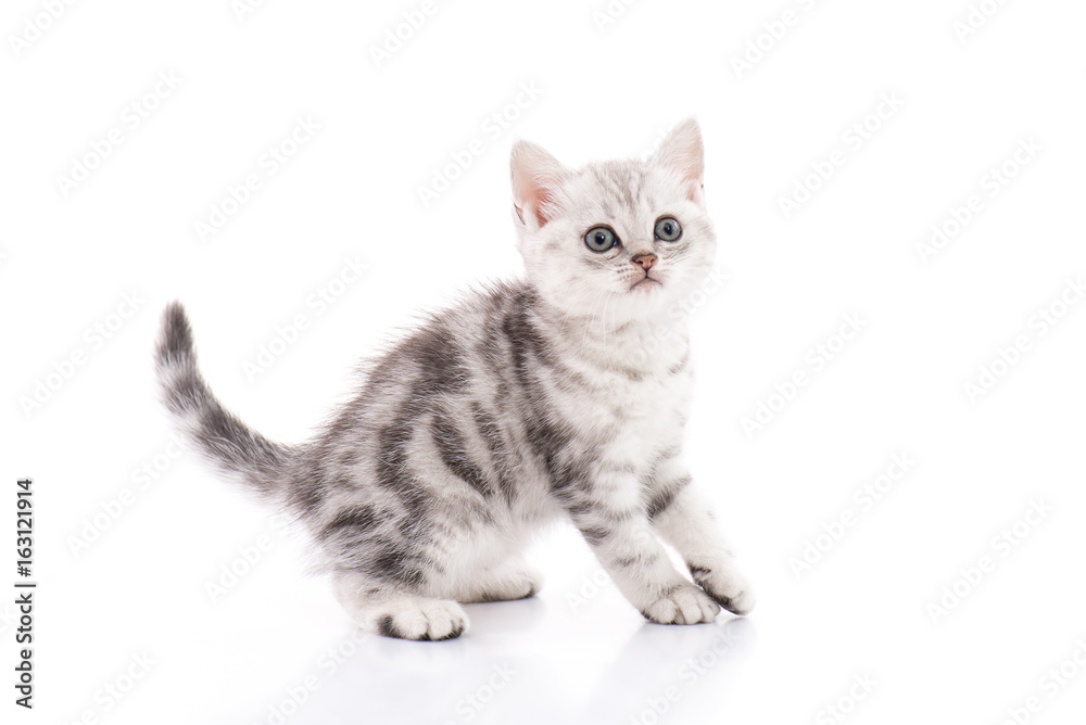 Cute American Shorthair kitten