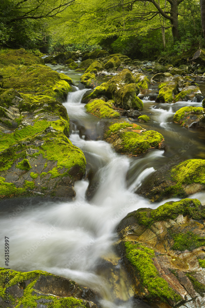 River through lush forest in Northern Ireland