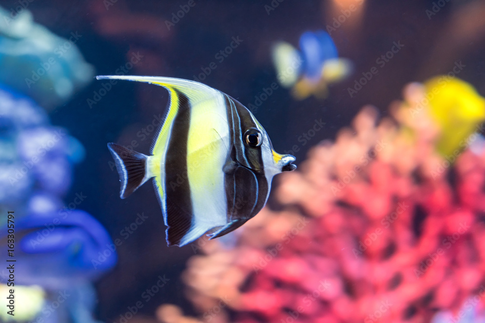 Moorish idol fish with striped pattern on body of yellow, white and black colors swims near stones a