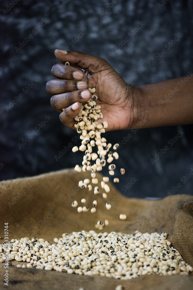 Hands pouring soya bean to the sack