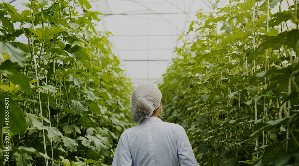 在玻璃屋书房植物中穿着长袍的女人