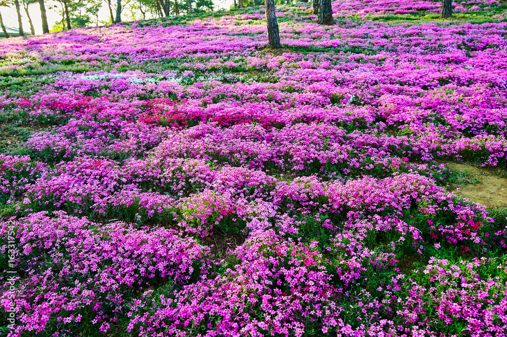 Cheese sakura are in full bloom