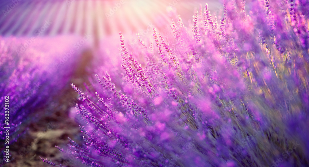 Lavender field in Provence, France. Blooming violet fragrant lavender flowers