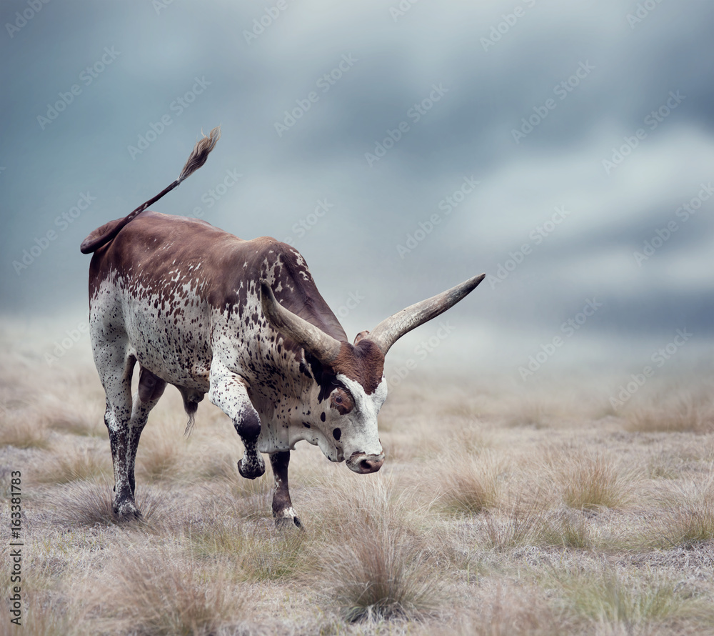 Brown and white longhorn steer