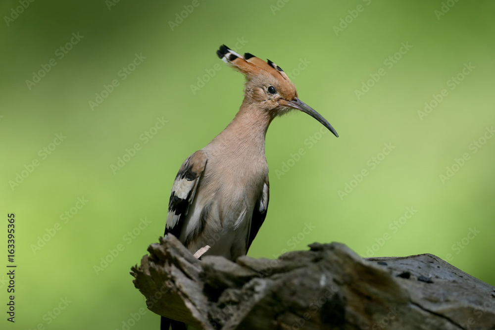 Hoopoe