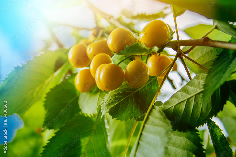 Berries of a yellow cherry on a branch of a sunlight flare. Harvest for the farmer