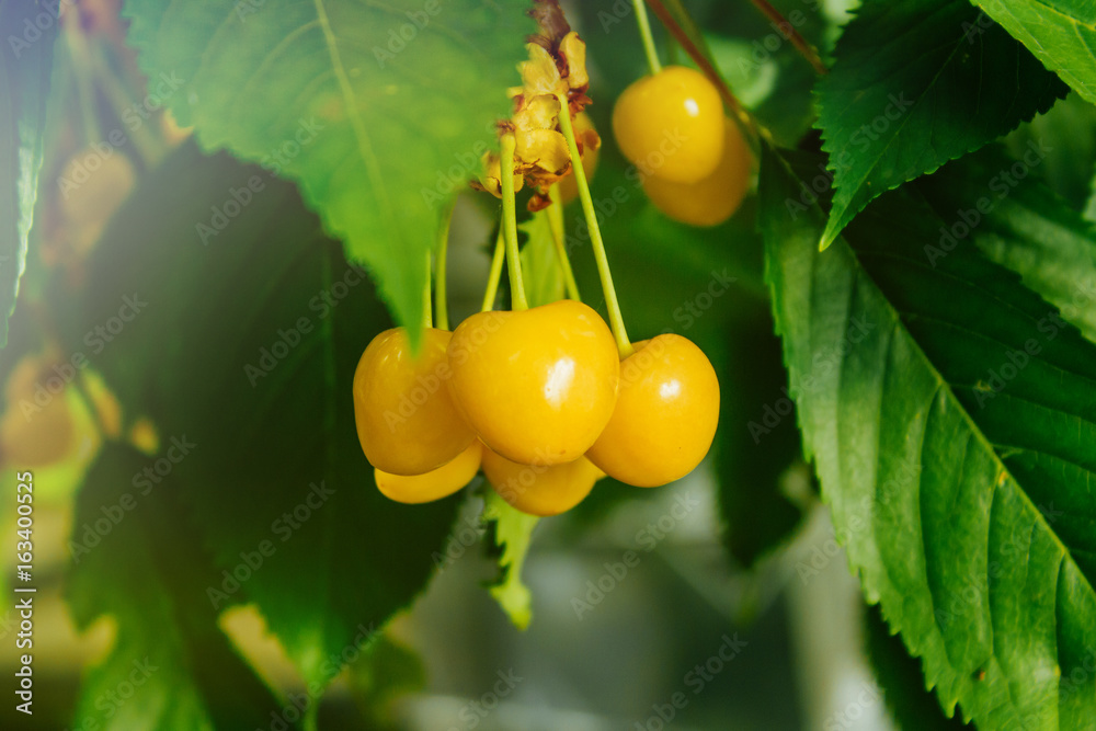 Ripe yellow cherry. Berries of yellow cherry on a branch. Harvest for the farmer