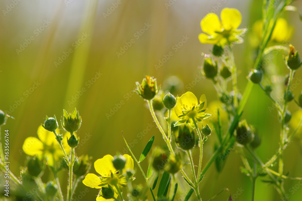 Spring flowers on sun