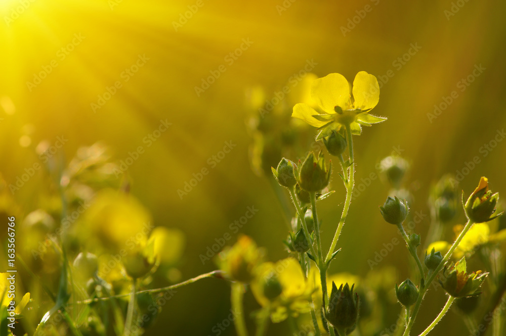 阳光下的春花