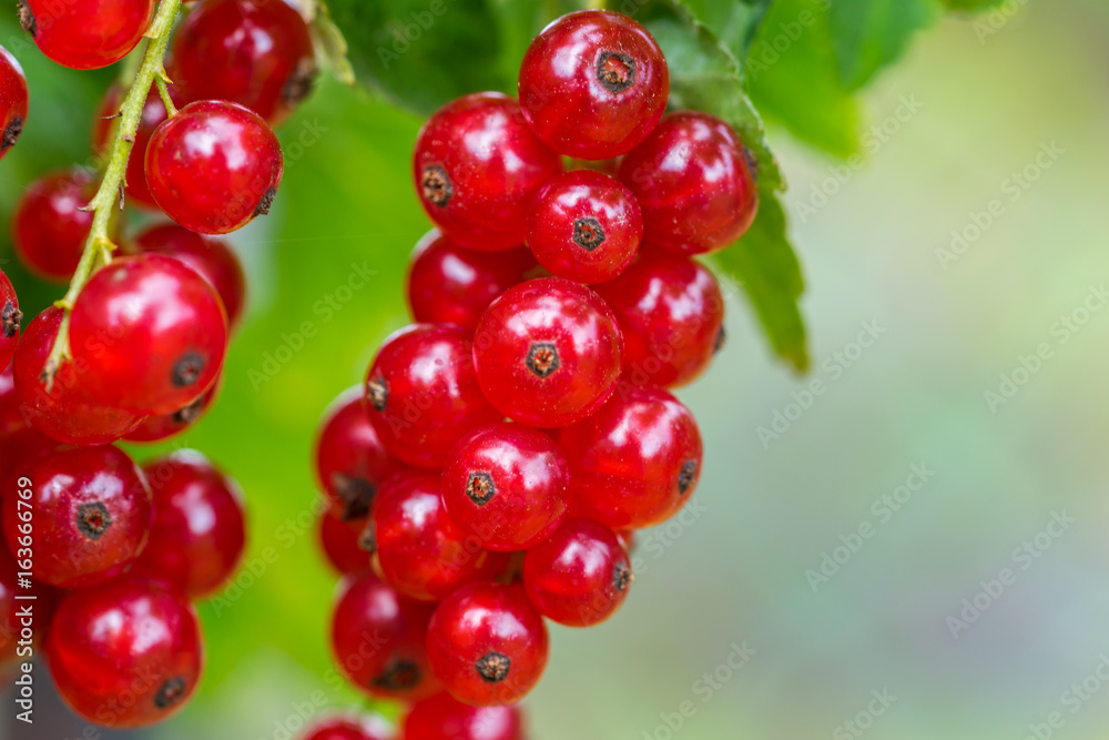 Red Currant