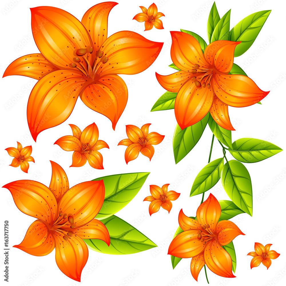 Wild flower in orange color