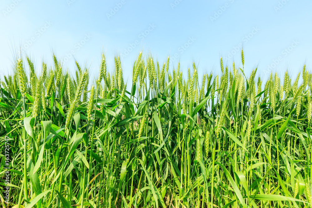 Green wheat field and sunny day