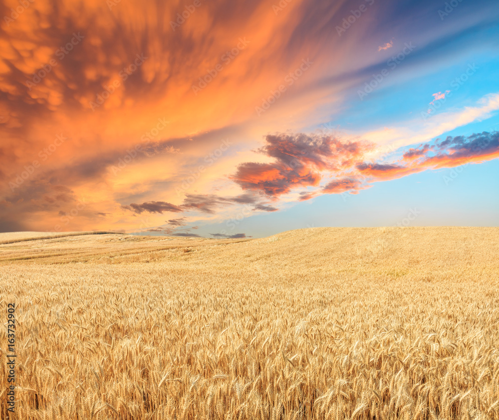 Ripe wheat field landscape at sunset