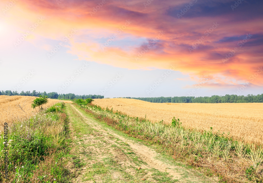 A country road at sunset in the wheat fields