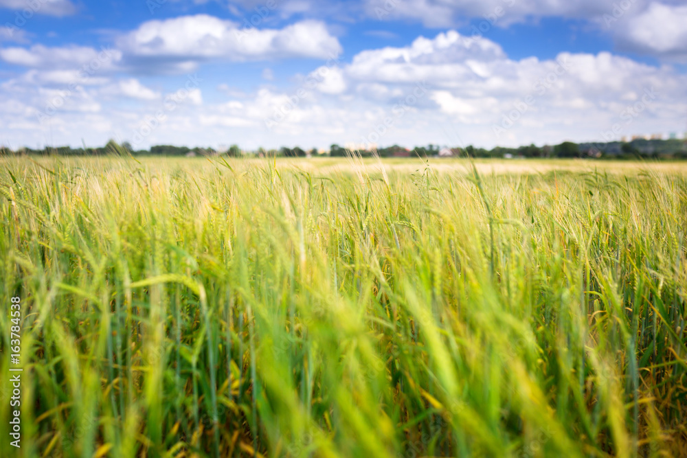 Growing green field of wheat on the meadow, Poland