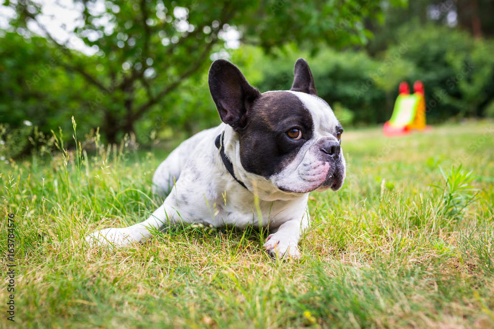 法国斗牛犬躺在花园里