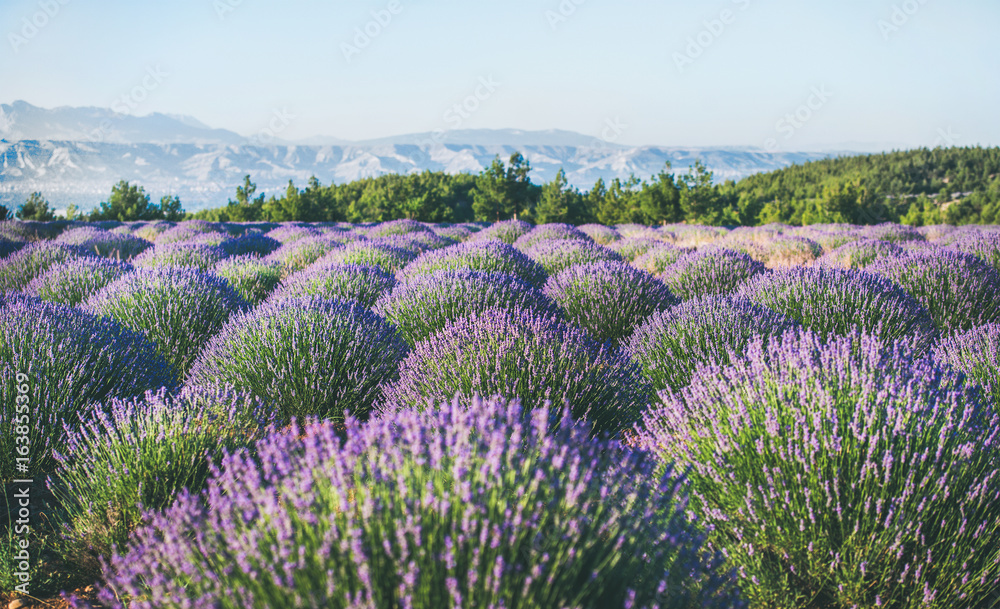 Lavender flowers blooming field near Isparta region, Turkey, in summer