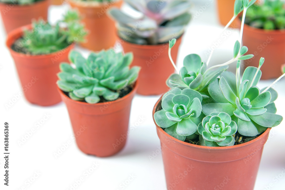 succulents plant in pot on white background