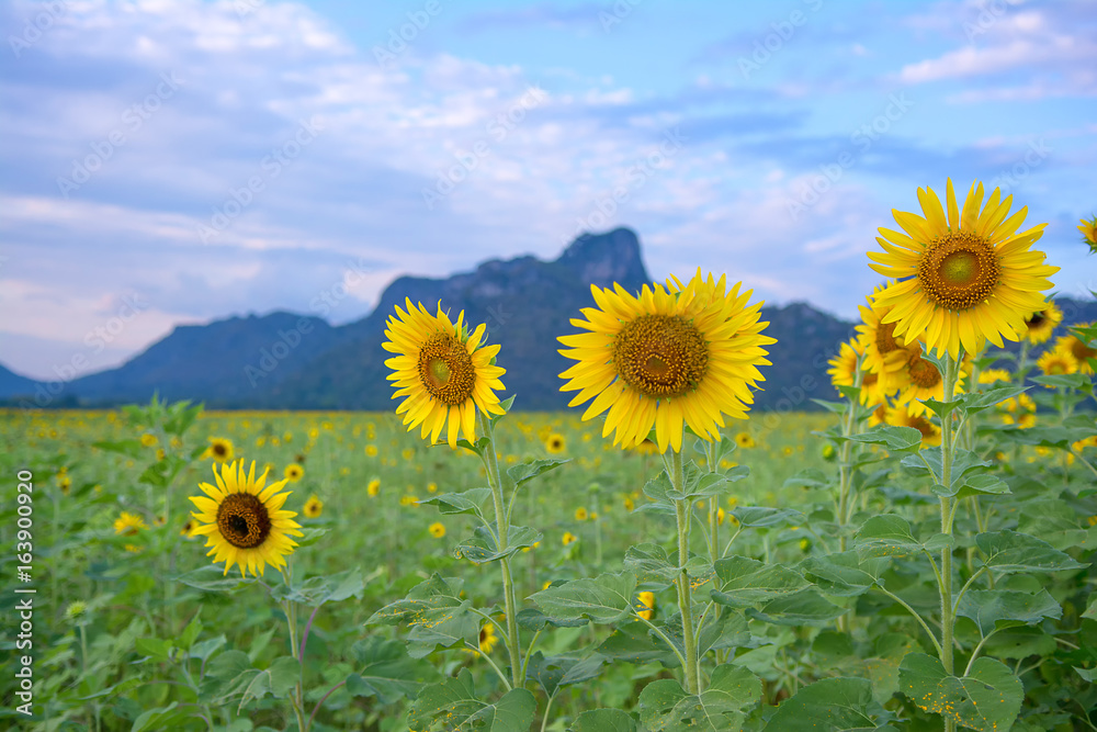 Sunflower planting near mountain blossoming.