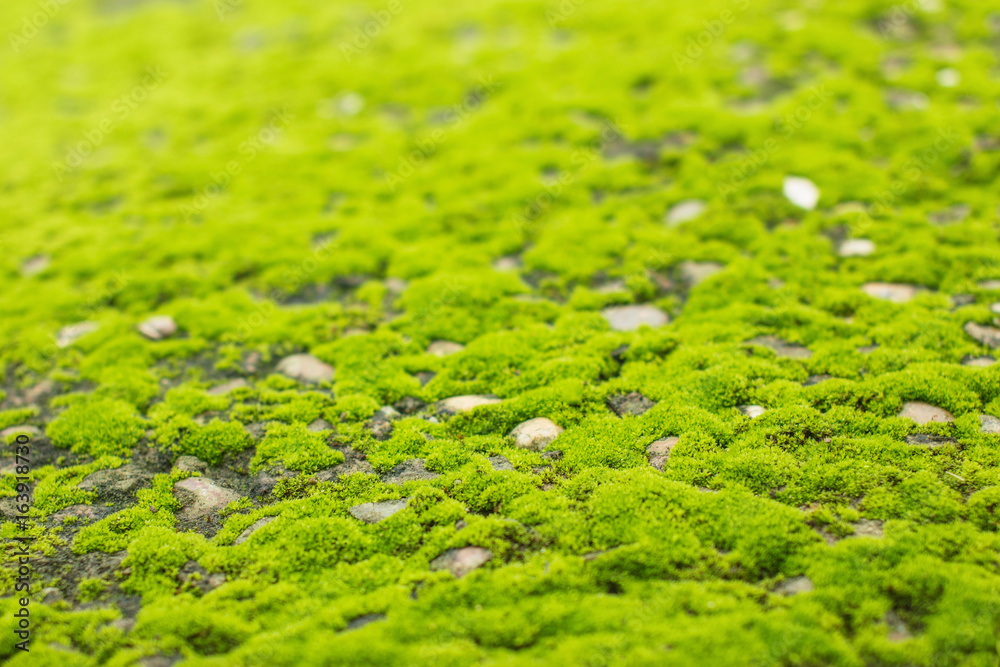 绿色苔藓在旧水泥地板背景纹理上的特写