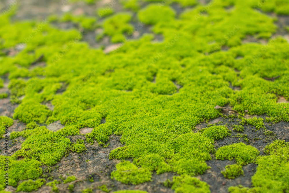 close up of green moss on old cement floor background texture