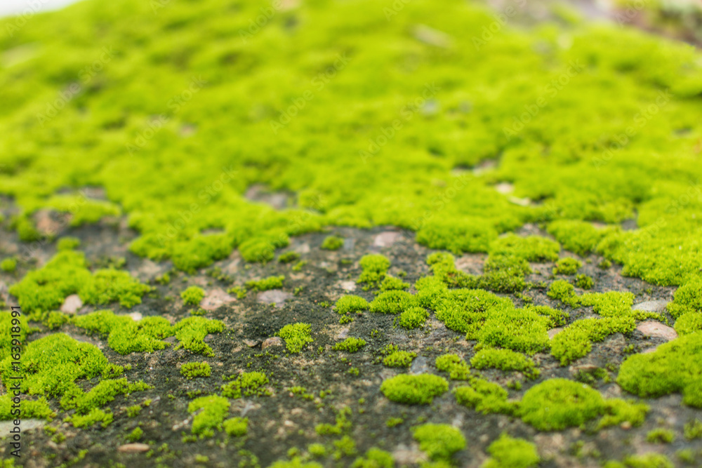 绿色苔藓在旧水泥地面背景纹理上的特写