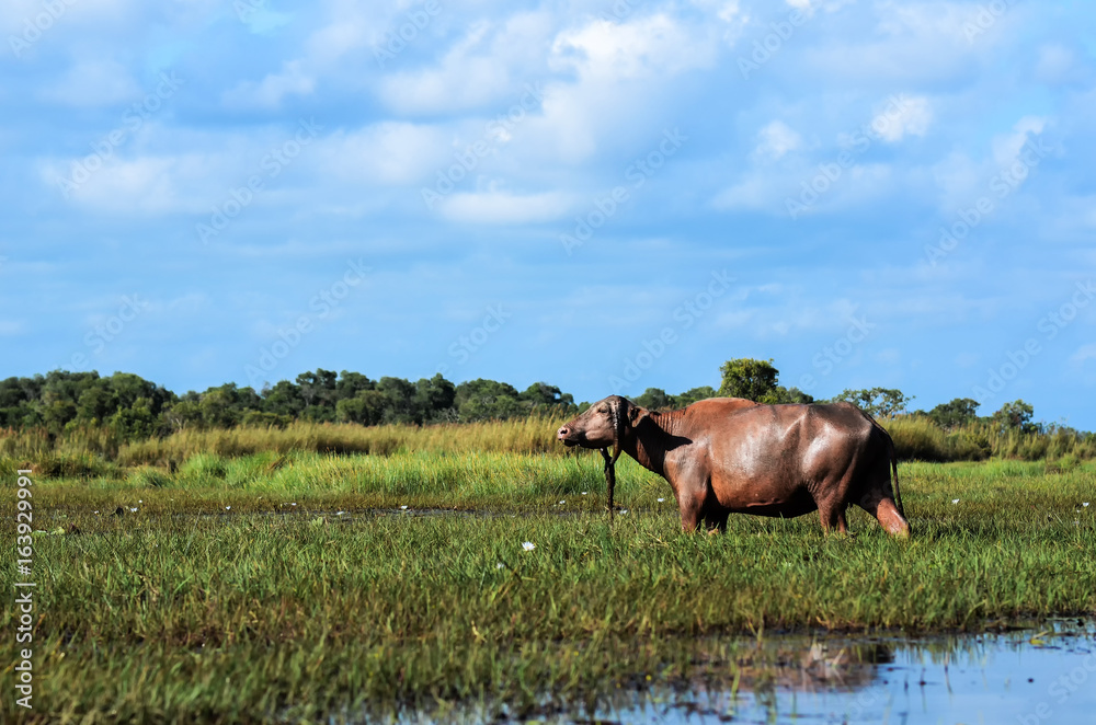 Buffalo on the prairie in thailand.