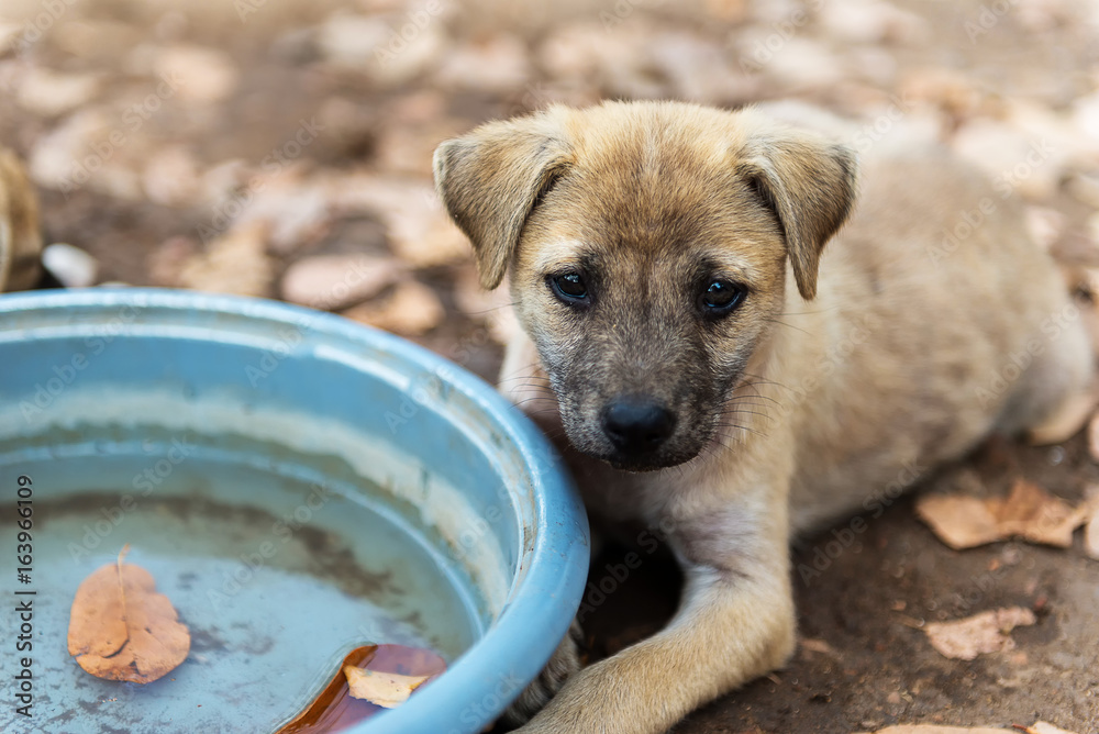 Background blur and soft focus puppies living in the temple.In Thailand.