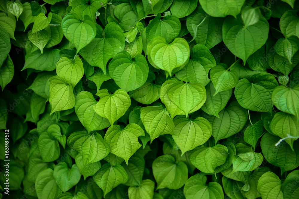 Soft focus and background blur Heart-shaped leaves.