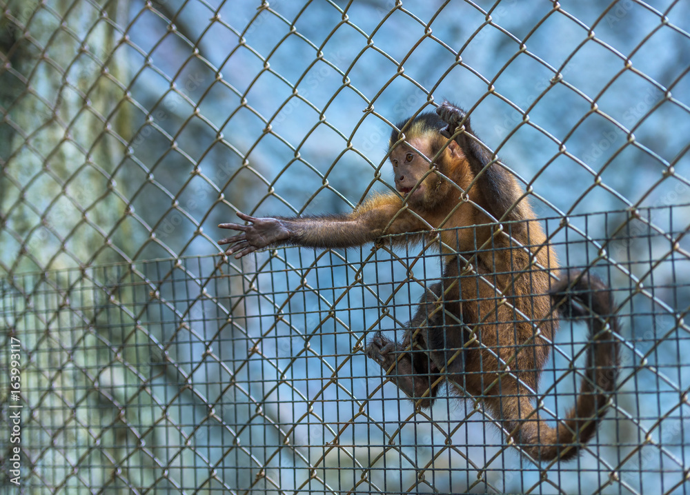 The monkey was kept in a cage that was submitted a hand out for help.animal monkey.animal monkey.