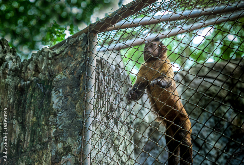 猴子被锁在笼子里寻求帮助。animal Monkey.animal Monkey。