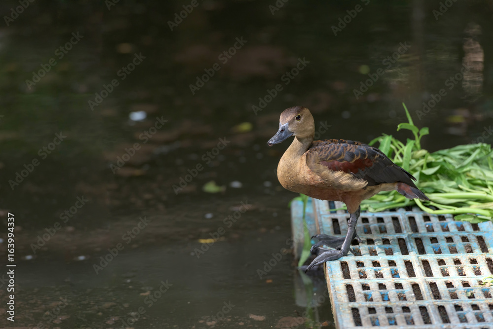 Teal reared in zoos.