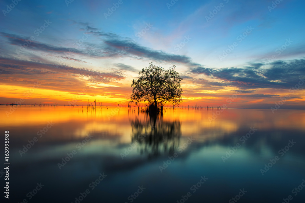 Tree by the sea with the beautiful morning sun.