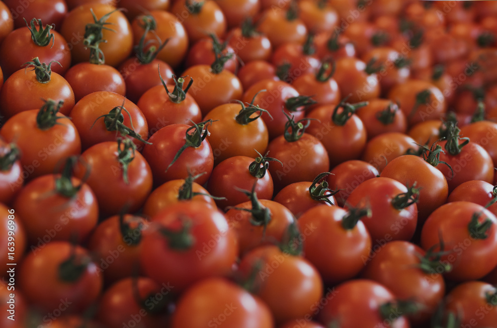 Fresh Tomato Vegetable Harvest From Farm