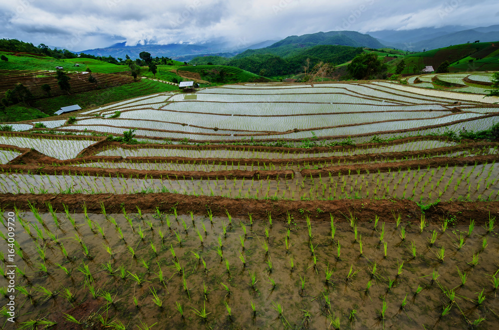 Fields that were planted on the mountain.t And the morning fog Mountain View in Thailand.