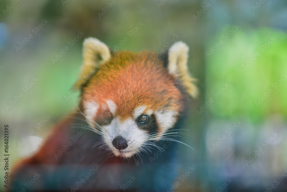 Background blur Red pandas live in glass at the zoo.