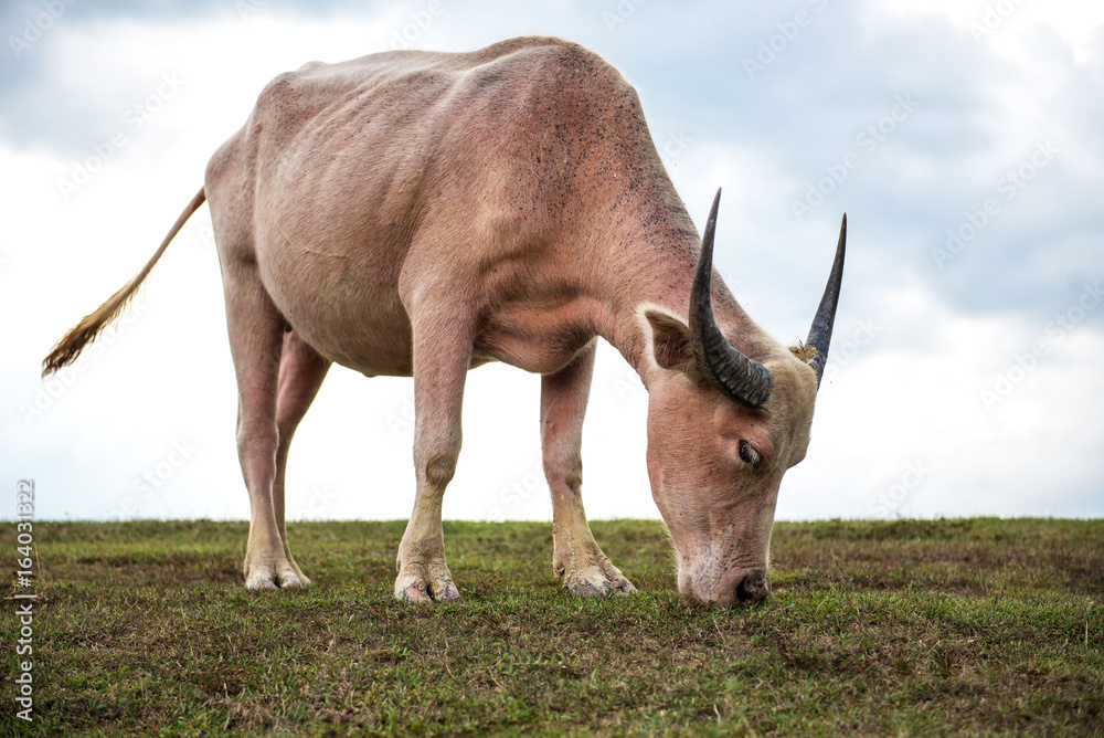 Buffalo on the prairie in thailand.