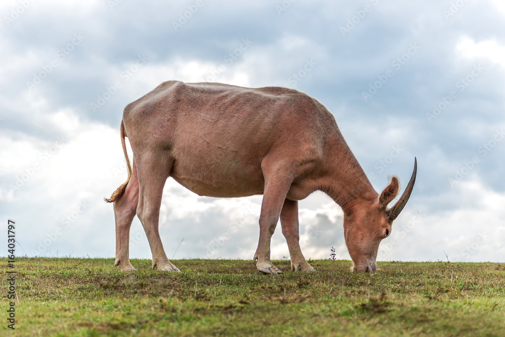 Buffalo on the prairie in thailand.