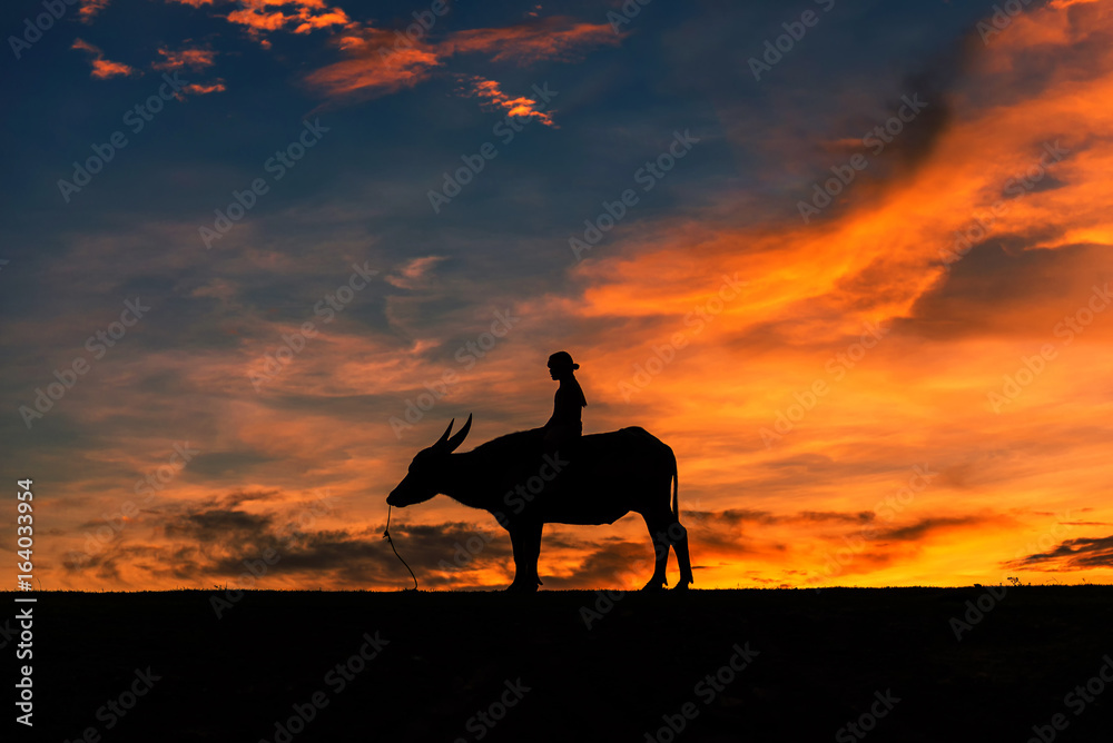 The rider with Buffalo evening light. Thailand is a way of life.In Thailand.