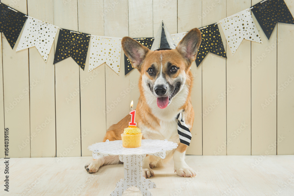 Cute pembroke corgi wearing birthday hat and festive cupcake