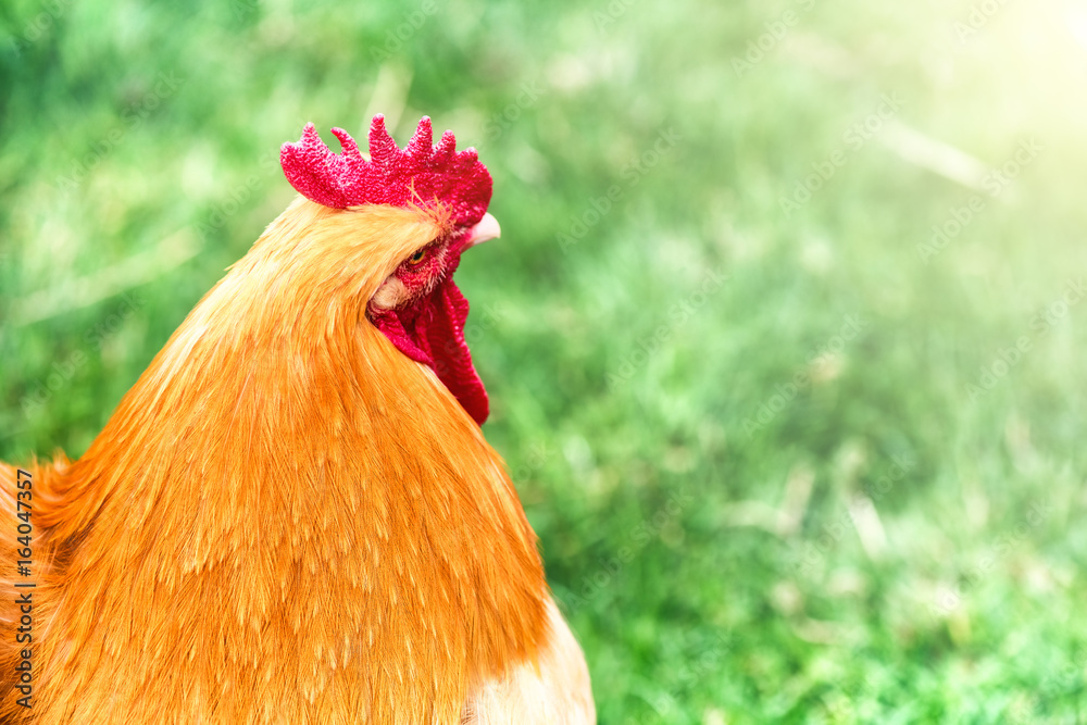 Brown chicken walking in green garden. Farm  background