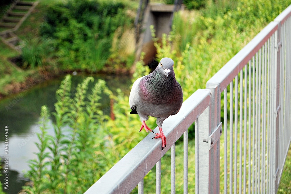 鸽子